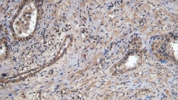 Invitrogen™ CD31 Polyclonal Antibody