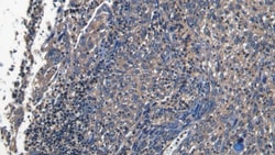 Invitrogen&trade;&nbsp;CD31 Polyclonal Antibody