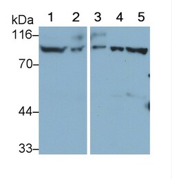 Invitrogen&trade;&nbsp;CD31 Polyclonal Antibody