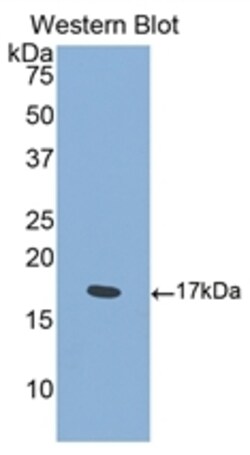 Invitrogen&trade;&nbsp;CD100 Polyclonal Antibody