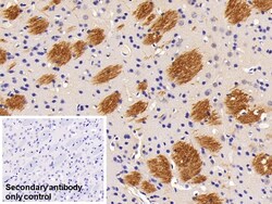 Invitrogen&trade;&nbsp;FLT3LG Polyclonal Antibody