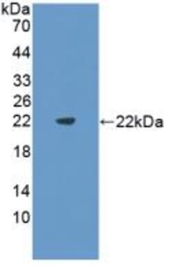 Invitrogen&trade;&nbsp;FLT3LG Polyclonal Antibody