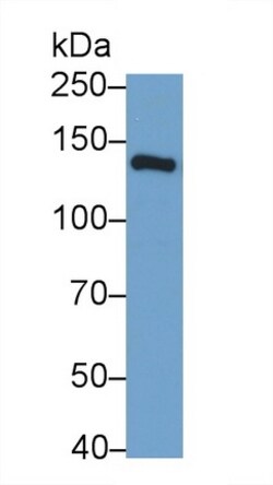 Invitrogen&trade;&nbsp;iNOS Polyclonal Antibody
