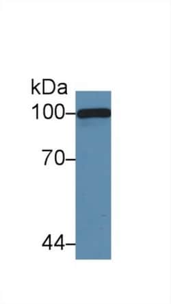 Invitrogen&trade;&nbsp;Complement C5a Polyclonal Antibody