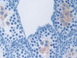 Invitrogen&trade;&nbsp;Osteocrin Polyclonal Antibody