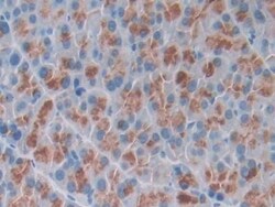 Invitrogen&trade;&nbsp;Osteocrin Polyclonal Antibody