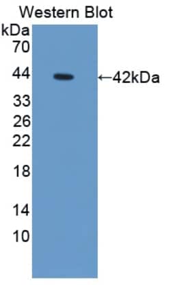 Invitrogen&trade;&nbsp;Osteocrin Polyclonal Antibody