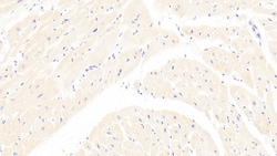Invitrogen LPA Polyclonal Antibody 200 &mu;L; Unconjugated:Antibodies,