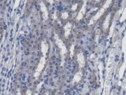 Invitrogen&trade;&nbsp;SREBP1 Polyclonal Antibody