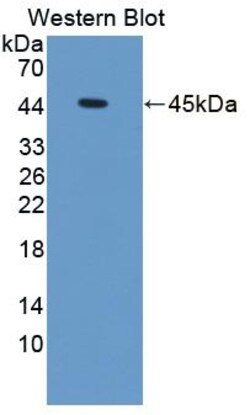 Invitrogen&trade;&nbsp;PRSS23 Polyclonal Antibody