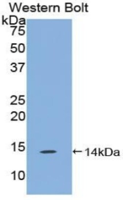 Invitrogen&trade;&nbsp;TAFA4 Polyclonal Antibody