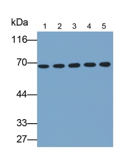 Invitrogen&trade;&nbsp;KEAP1 Polyclonal Antibody