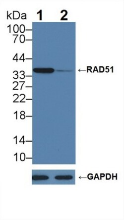 Invitrogen&trade;&nbsp;RAD51 Polyclonal Antibody