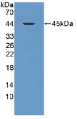 Invitrogen&trade;&nbsp;PRM2 Polyclonal Antibody