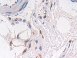 Invitrogen&trade;&nbsp;PTPRB Polyclonal Antibody