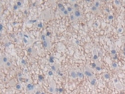 Invitrogen&trade;&nbsp;IFN epsilon Polyclonal Antibody