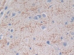 Invitrogen&trade;&nbsp;IFN epsilon Polyclonal Antibody