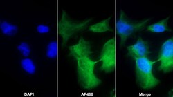 Invitrogen&trade;&nbsp;GPX6 Polyclonal Antibody