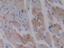 Invitrogen&trade;&nbsp;MIP-1 gamma Polyclonal Antibody