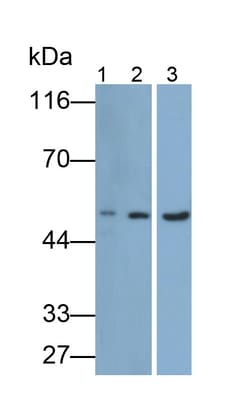 Invitrogen&trade;&nbsp;CD19 Polyclonal Antibody