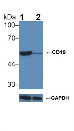 Invitrogen&trade;&nbsp;CD19 Polyclonal Antibody