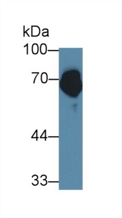 Invitrogen Furin Polyclonal Antibody 200 &mu;L; Unconjugated:Antibodies,