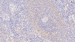 Invitrogen&trade;&nbsp;S100Z Polyclonal Antibody