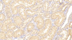Invitrogen&trade;&nbsp;ADAMTS9 Polyclonal Antibody
