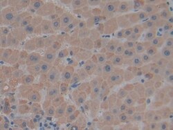 Invitrogen Thrombospondin 1 Polyclonal Antibody 200 &mu;L; Unconjugated:Antibodies,
