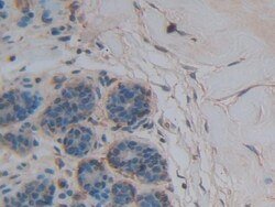 Invitrogen Thrombospondin 1 Polyclonal Antibody 200 &mu;L; Unconjugated:Antibodies,