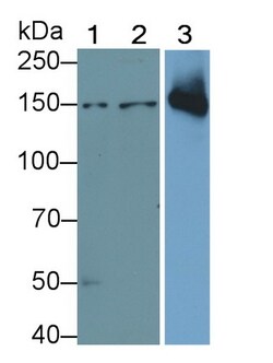 Invitrogen Thrombospondin 1 Polyclonal Antibody 200 &mu;L; Unconjugated:Antibodies,