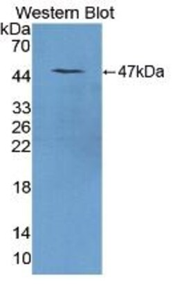 Invitrogen REG1A Polyclonal Antibody 200 &mu;L; Unconjugated:Antibodies,