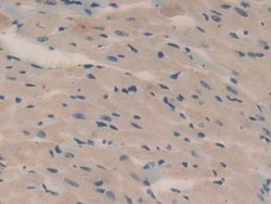 Invitrogen Oncomodulin Polyclonal Antibody 200 &mu;L; Unconjugated:Antibodies,