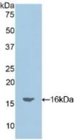 Invitrogen Oncomodulin Polyclonal Antibody 200 &mu;L; Unconjugated:Antibodies,