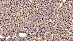 Invitrogen HRG Polyclonal Antibody 200 &mu;L; Unconjugated:Antibodies,