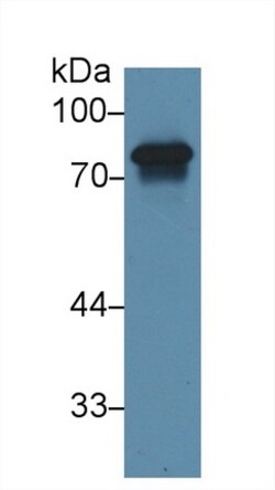 Invitrogen HRG Polyclonal Antibody 200 &mu;L; Unconjugated:Antibodies,