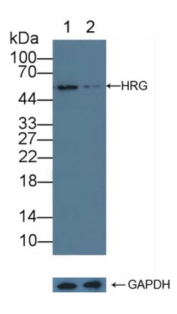 Invitrogen HRG Polyclonal Antibody 200 &mu;L; Unconjugated:Antibodies,