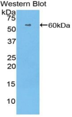 Invitrogen HRG Polyclonal Antibody 200 &mu;L; Unconjugated:Antibodies,