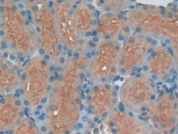 Invitrogen&trade;&nbsp;Kininogen Heavy Chain Polyclonal Antibody