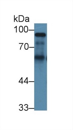 Invitrogen&trade;&nbsp;Kininogen Heavy Chain Polyclonal Antibody