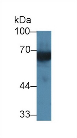 Invitrogen&trade;&nbsp;Kininogen Heavy Chain Polyclonal Antibody