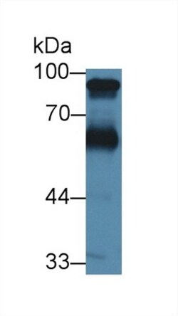 Invitrogen&trade;&nbsp;Kininogen Heavy Chain Polyclonal Antibody