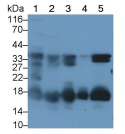 Invitrogen Syndecan 4 Polyclonal Antibody 200 &mu;L; Unconjugated:Antibodies,