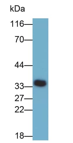 Invitrogen&trade;&nbsp;SCF Polyclonal Antibody