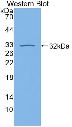 Invitrogen&trade;&nbsp;GBP7 Polyclonal Antibody