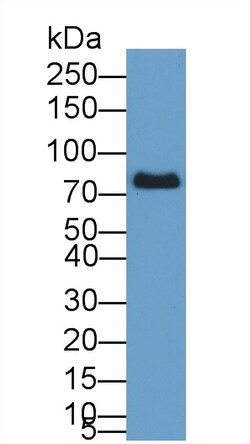 Invitrogen&trade;&nbsp;Transferrin Polyclonal Antibody