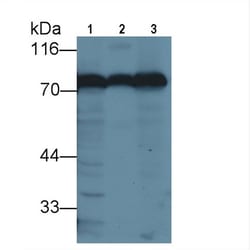 Invitrogen&trade;&nbsp;Transferrin Polyclonal Antibody