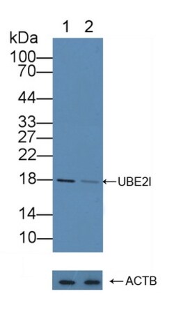 Invitrogen UBC9 Polyclonal Antibody 200 &mu;L; Unconjugated:Antibodies,