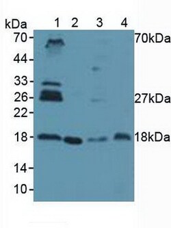 Invitrogen UBC9 Polyclonal Antibody 200 &mu;L; Unconjugated:Antibodies,