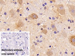 Invitrogen Cathepsin L Polyclonal Antibody 200 &mu;L; Unconjugated:Antibodies,